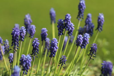Close-up of purple flowering plants on field