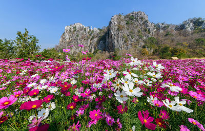 Close-up of pink flowering plants on field