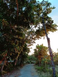 Footpath amidst trees in forest against sky