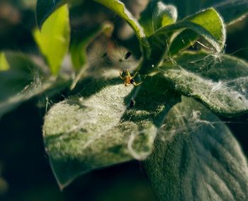 Close-up of ant on leaf