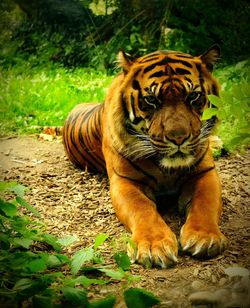 Tiger relaxing in zoo