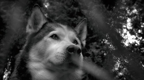 Close-up portrait of dog