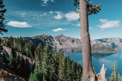 Panoramic view of trees on landscape against sky