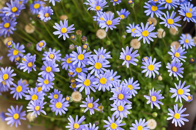 Close-up of purple flowers blooming outdoors