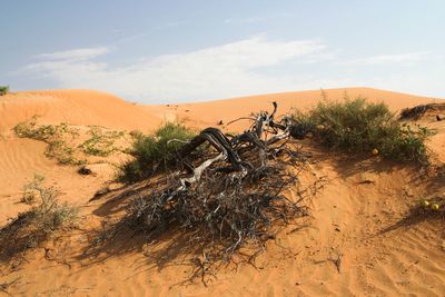 Scenic view of desert against sky