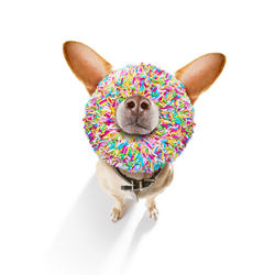 High angle view of a dog over white background