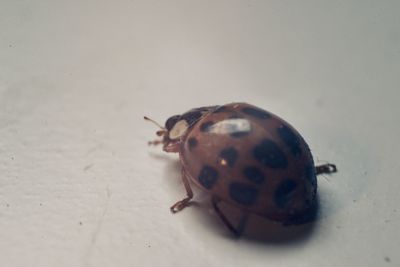High angle view of ladybug