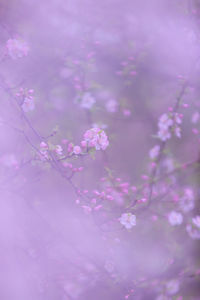 Close-up of pink cherry blossom