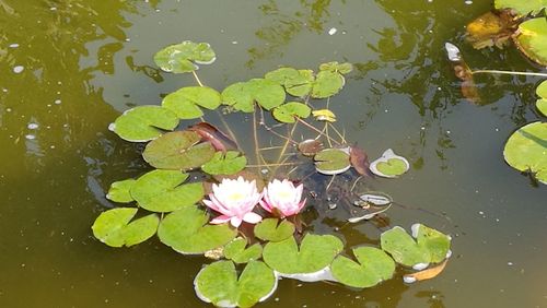 High angle view of lotus water lily in pond