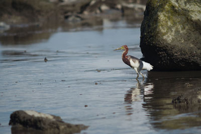 Bird perching on rock in lake