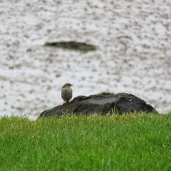 Bird on a field