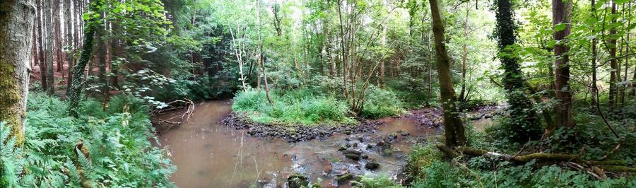 Panoramic view of trees in forest