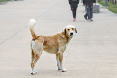 Lonely stray dog stands on the street . homeless animals in the city.