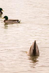 Birds in calm water