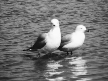 Seagull on a sea