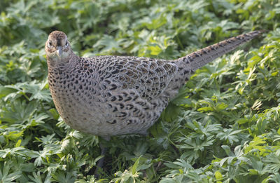 Close-up of a bird on field