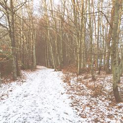 Snow covered trees in forest