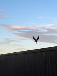 Low angle view of silhouette bird flying over built structure against blue sky