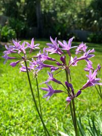 Close-up of purple flowers blooming outdoors