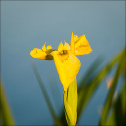 Close-up of yellow flowering plant against blue sky