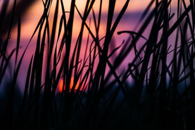 Close-up of silhouette plants against sky at sunset