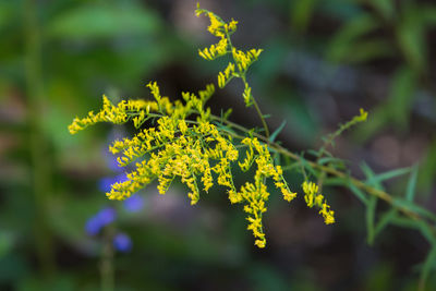 Close-up of plant