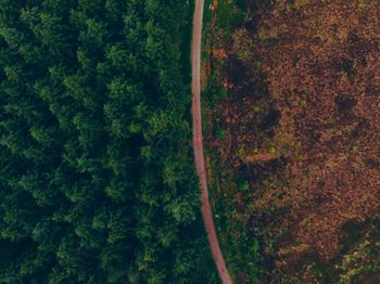 High angle view of trees in forest