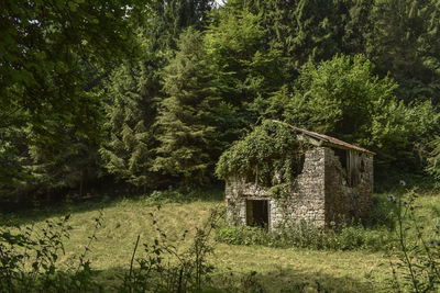 Abandoned house amidst trees on field in forest