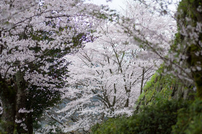 Flowers growing on tree