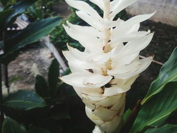 Close-up of flower