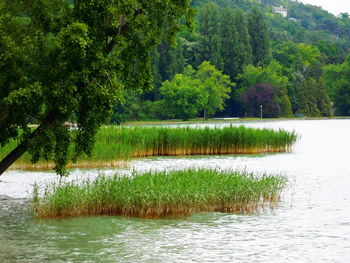 Calm lake with trees in background