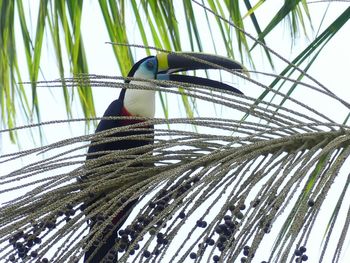 Low angle view of bird perching on palm tree