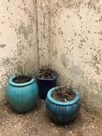 Close-up of potted plant against wall