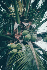 Close-up of coconut palm tree