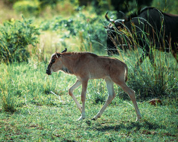 Cheetah running on field