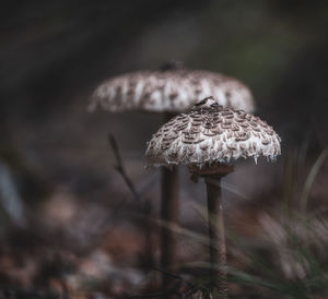 Close-up of mushroom growing on field