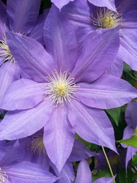 Close-up of purple flowers