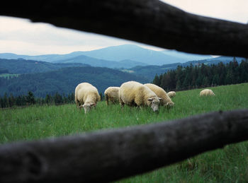 Sheep on field