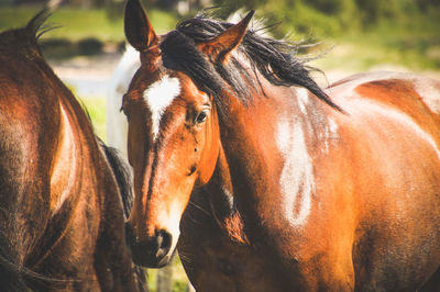 Horses in the field