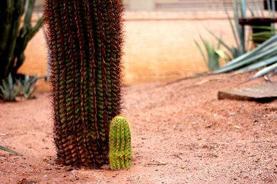 Close-up of big and little cacti in phoenix arizona 