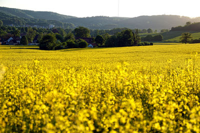 Scenic view of oilseed rape field