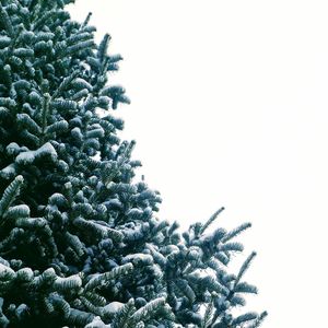 Low angle view of pine tree against sky