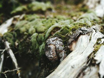 Close up of wood against blurred background