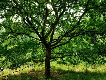 Full frame shot of tree