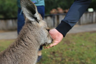 Full length of hand feeding outdoors