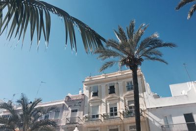 Low angle view of palm trees against blue sky