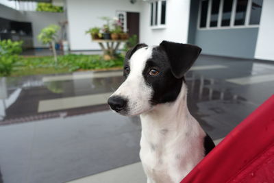 Close-up of dog looking away