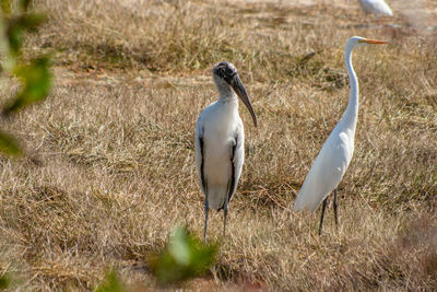 View of birds on land