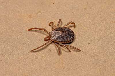 Close-up of spider on sand