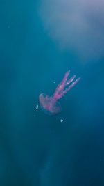 Close-up of jellyfish swimming in sea